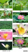 宋增志简介及作品选